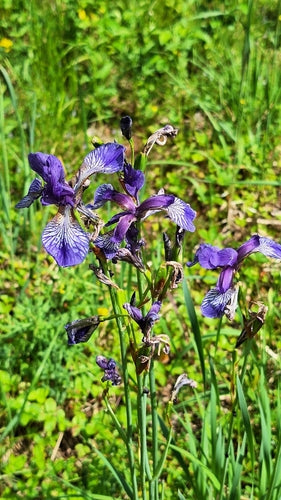 Wiesen-Schwertlilie — Bild 2 von 8