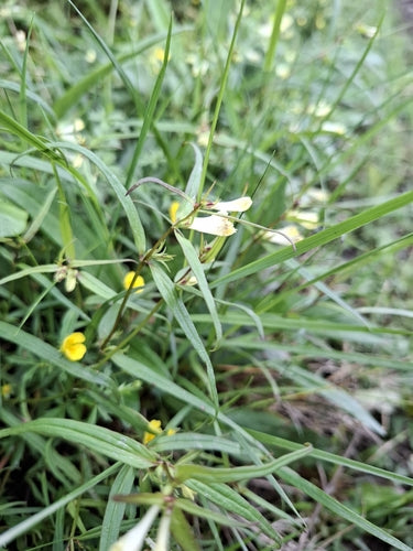 Wiesen-Wachtelweizen — Bild 5 von 10