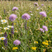 Wiesen-Witwenblume (Knautia arvensis) in Blüte im naturnahen Garten (KI-generiert)