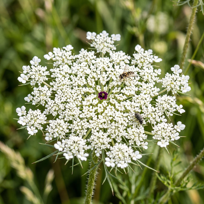 Blüte von Wilde Möhre (Daucus carota) in Nahaufnahme (KI-generiert)