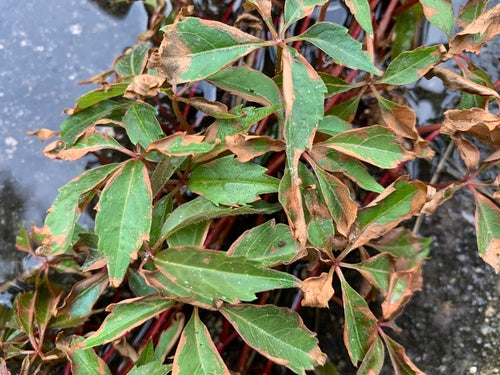 Wilder Wein — Bild 4