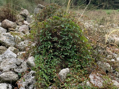 Wilder Wein — Bild 2