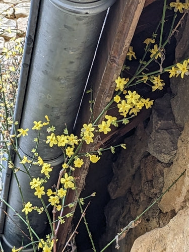 Winterjasmin — Bild 2