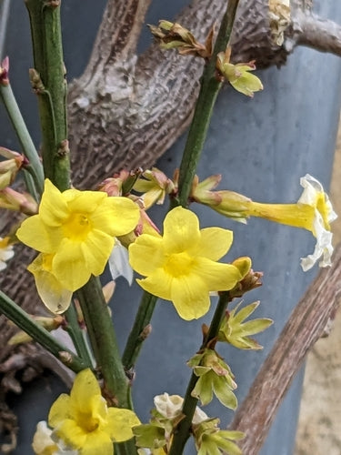 Winterjasmin — Bild 1