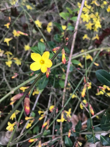 Winterjasmin — Bild 4