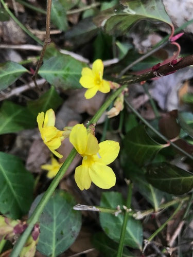 Winterjasmin — Bild 5
