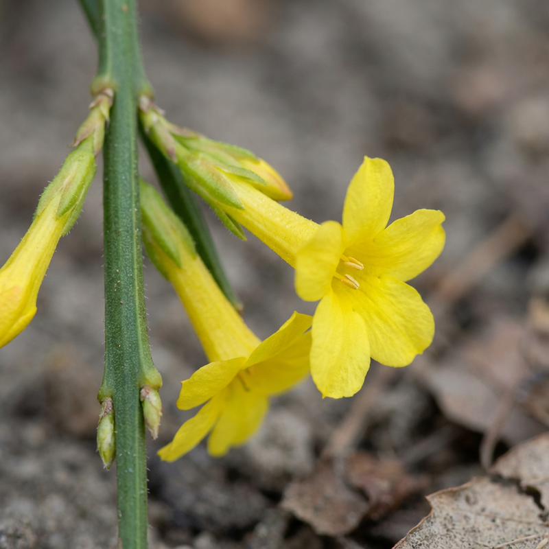 Winterjasmin