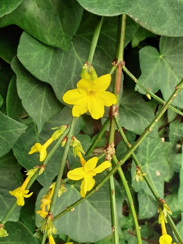 Winterjasmin — Bild 3
