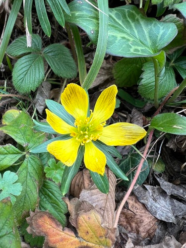 Winterling — Bild 3