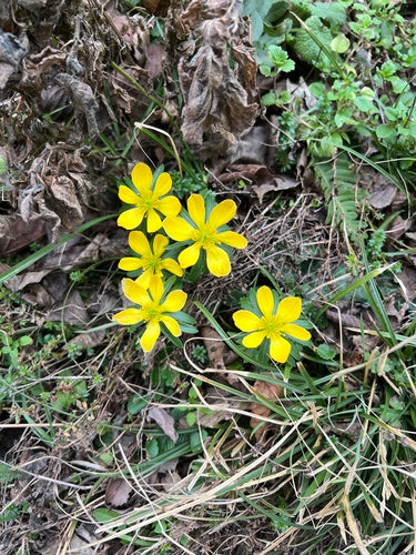 Winterling — Bild 1