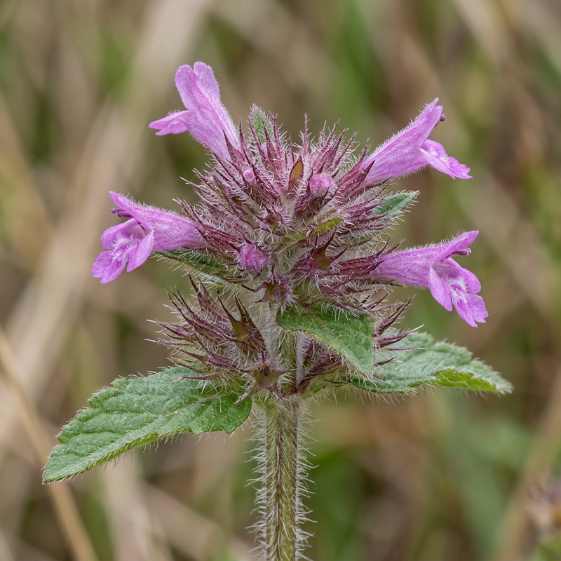 Wirbeldost (Clinopodium vulgare), KI-Illustration