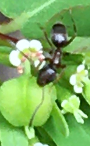 Wohlriechende Hausameise — Bild 5
