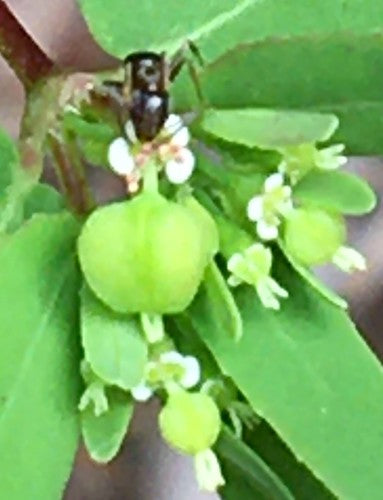 Wohlriechende Hausameise — Bild 4
