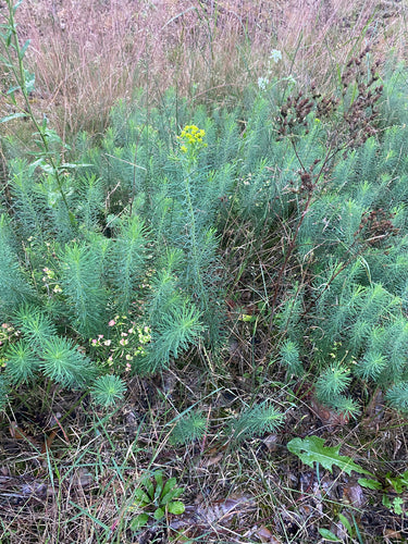 Wolfsmilch (allgemein) — Bild 3