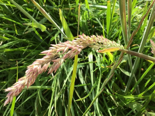 Wolliges Honiggras — Bild 3