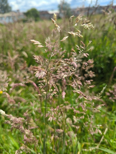Wolliges Honiggras — Bild 4