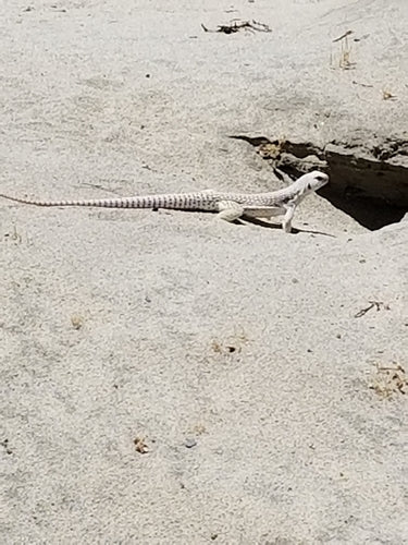Wüstenleguan — Bild 3