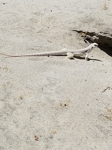 Wüstenleguan — Bild 2