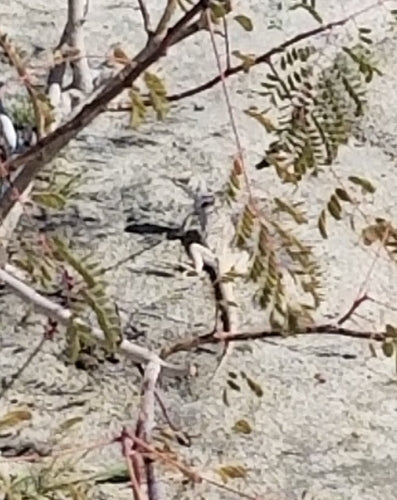 Wüstenleguan — Bild 4