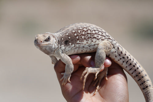Wüstenleguan — Bild 5