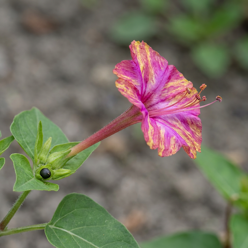 Wunderblume