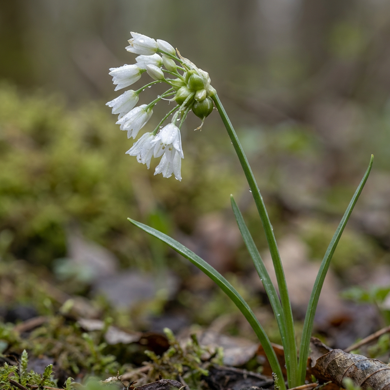 Wunderlauch