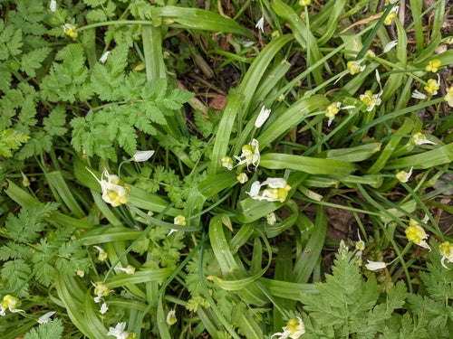 Wunderlauch — Bild 5