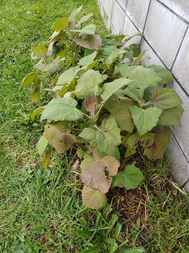 Yacon — Bild 5