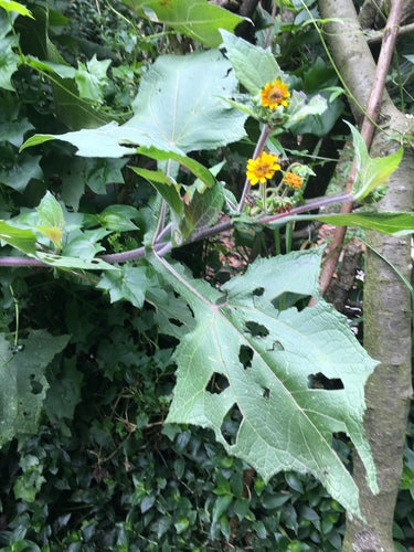 Yacon — Bild 2