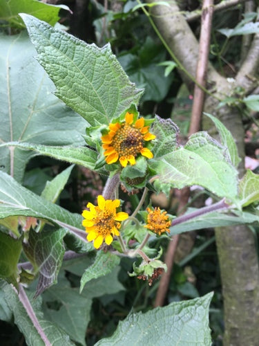 Yacon — Bild 4