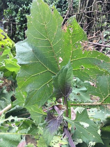 Yacon — Bild 1