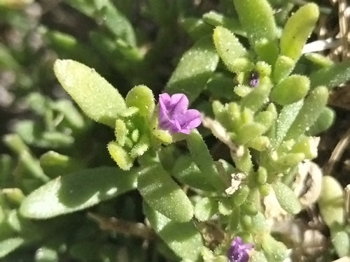 Zauberglöckchen — Bild 4