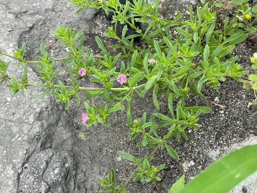 Zauberglöckchen — Bild 5