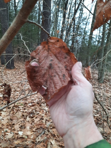 Zaubernuss — Bild 3