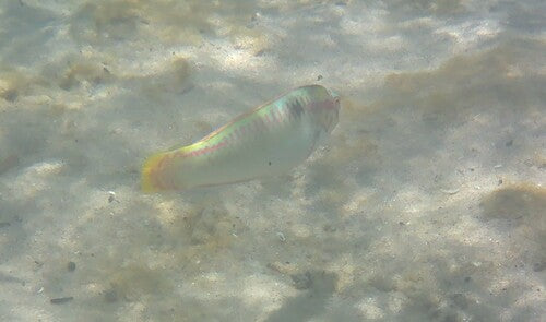Zickzack-Lippfisch — Bild 4