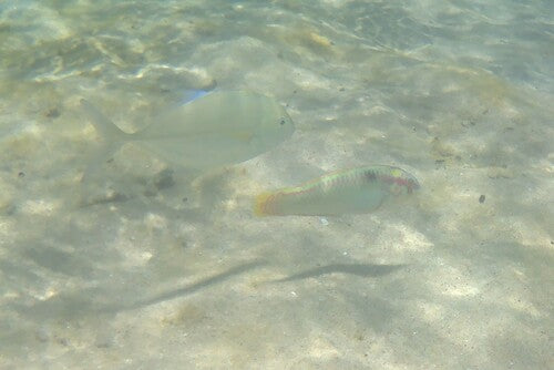 Zickzack-Lippfisch — Bild 2