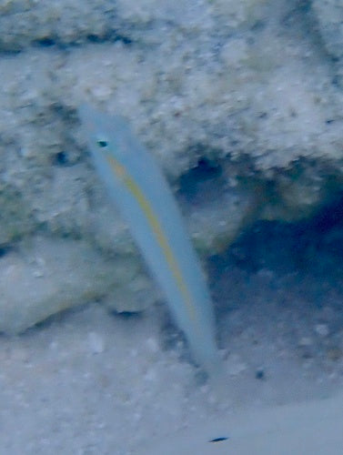 Zickzack-Lippfisch — Bild 5