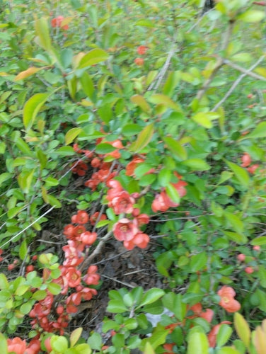 Zierquitten — Bild 2