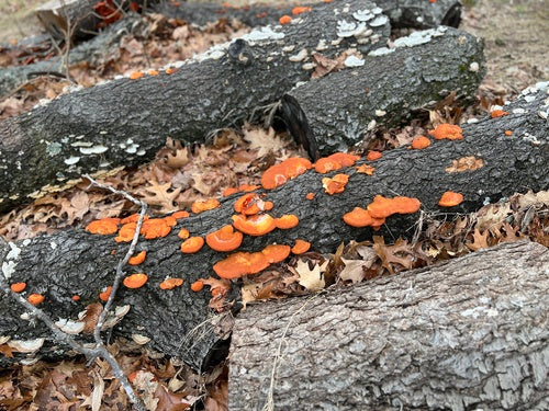 Zinnoberrote Tramete — Bild 4