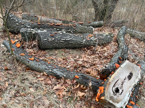 Zinnoberrote Tramete — Bild 3