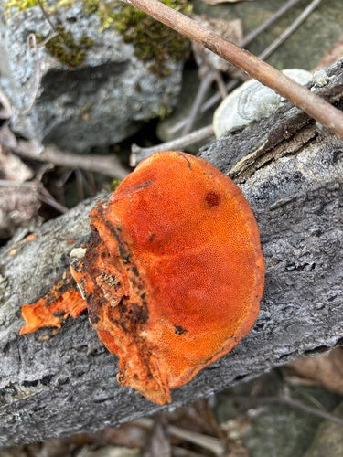 Zinnoberrote Tramete — Bild 2