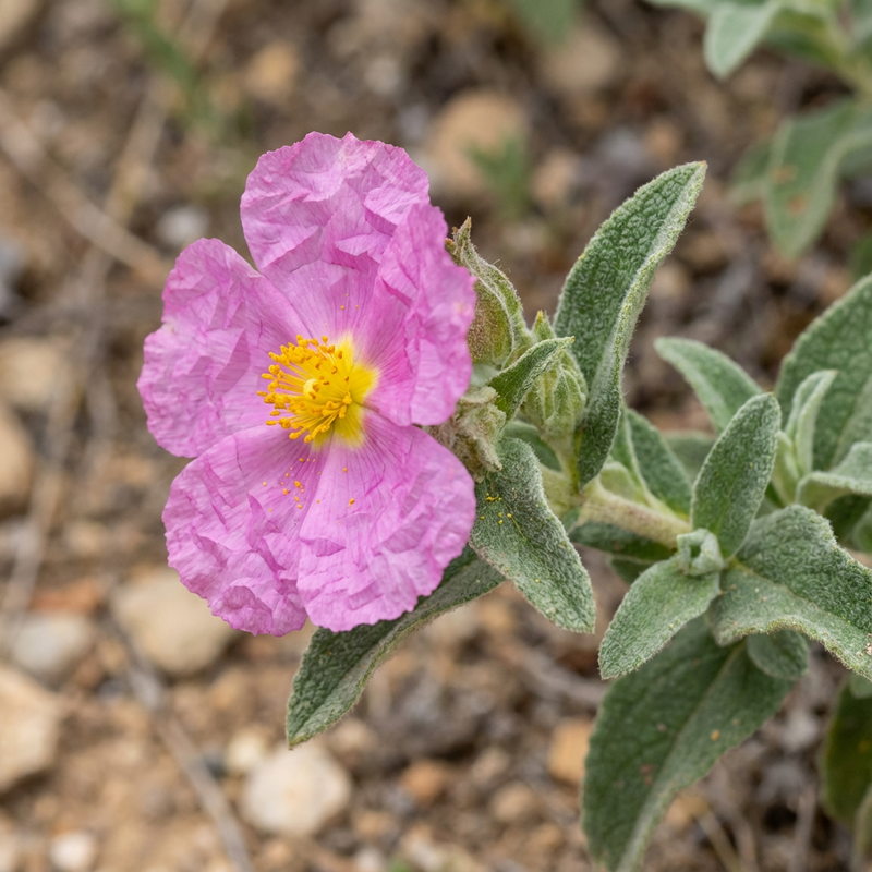 Zistrose