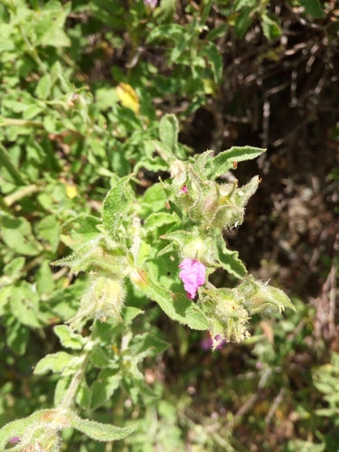 Zistrose — Bild 5