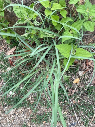 Zitronengras — Bild 2