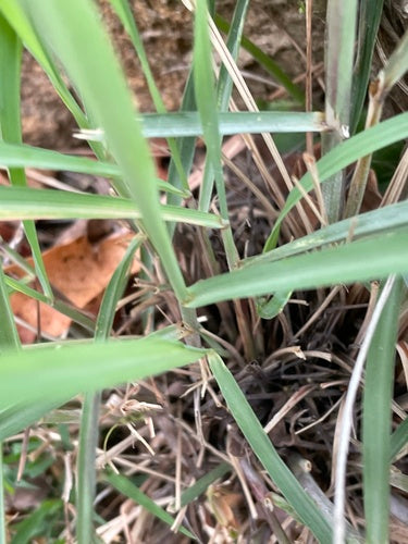 Zitronengras — Bild 1
