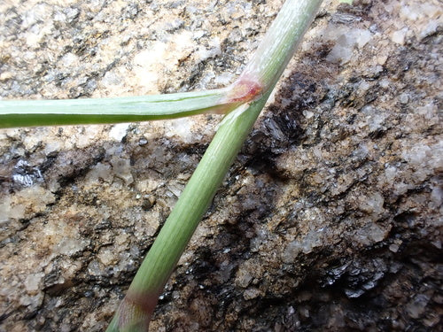 Zitronengras — Bild 3