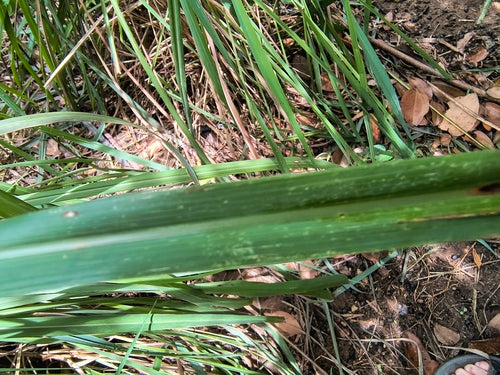Zitronengras — Bild 5
