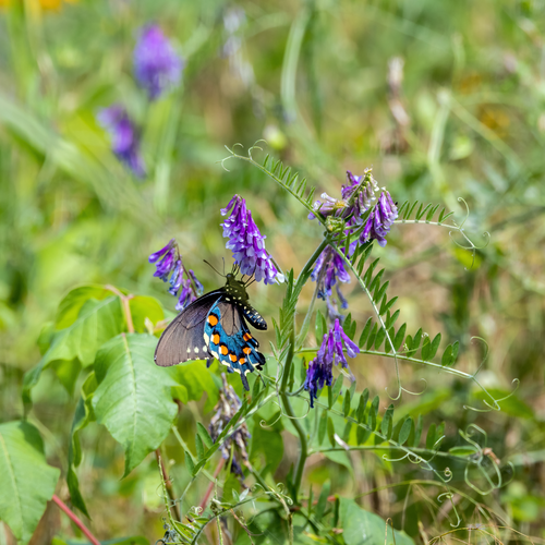 Zottige Wicke — Bild 5 von 10