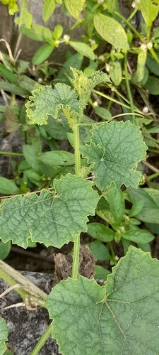 Zuckermelone — Bild 5
