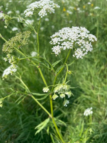 Zuckerwurzel — Bild 5